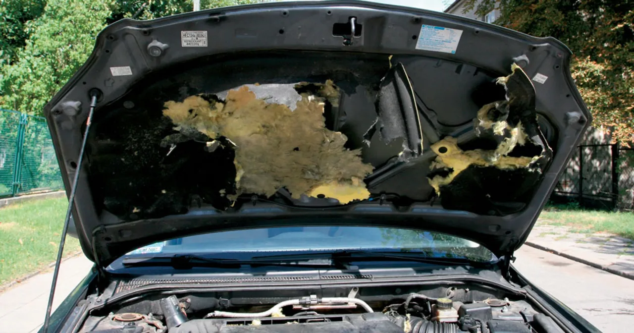 Uszkodzone kable samochodowe przez kunę