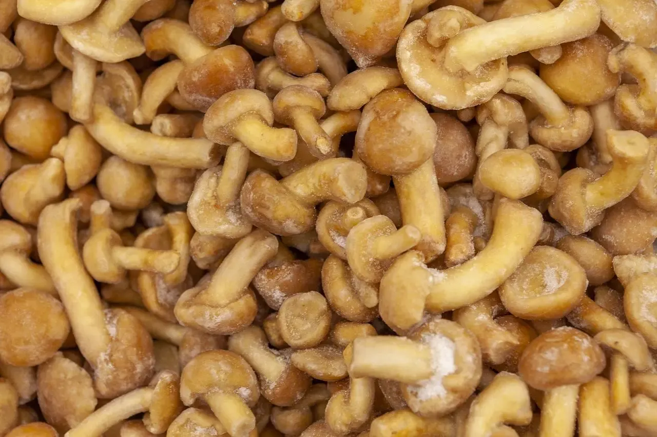 Zbliżenie na mrożone grzyby, idealne do szybkiego przyrządzenia pysznego dania.