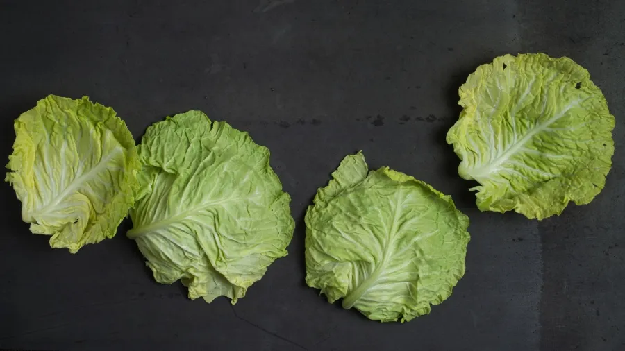 okład z liści kapusty na pierś