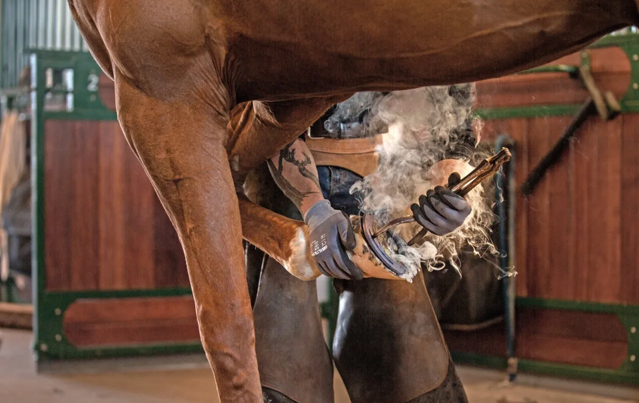 Koń podkuwany przez kowala