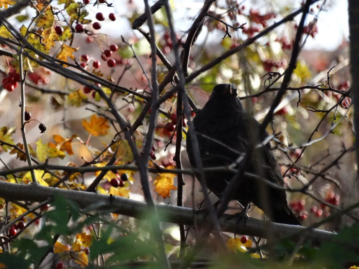 rośliny przyjazne ptakom zimą