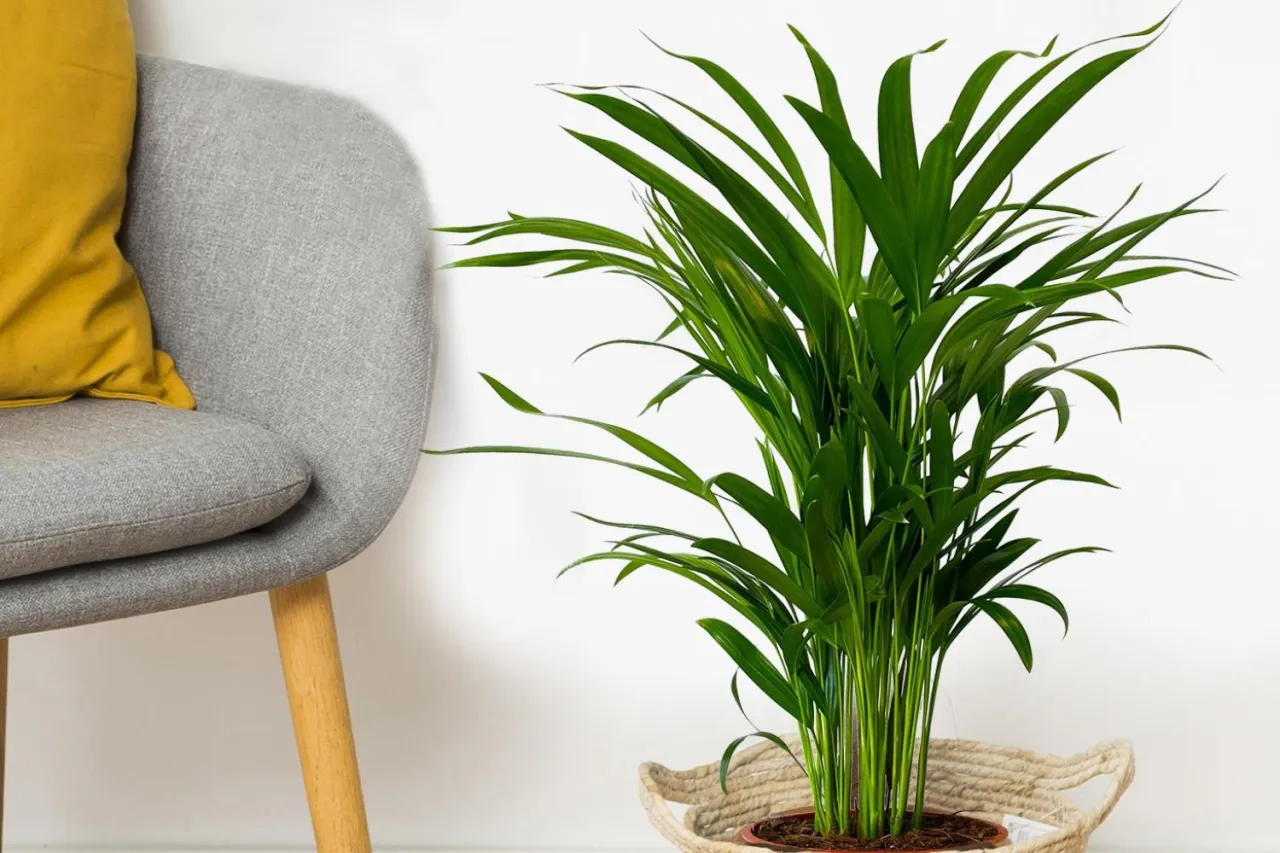 Rośliny doniczkowe oczyszczające powietrze z toksyn