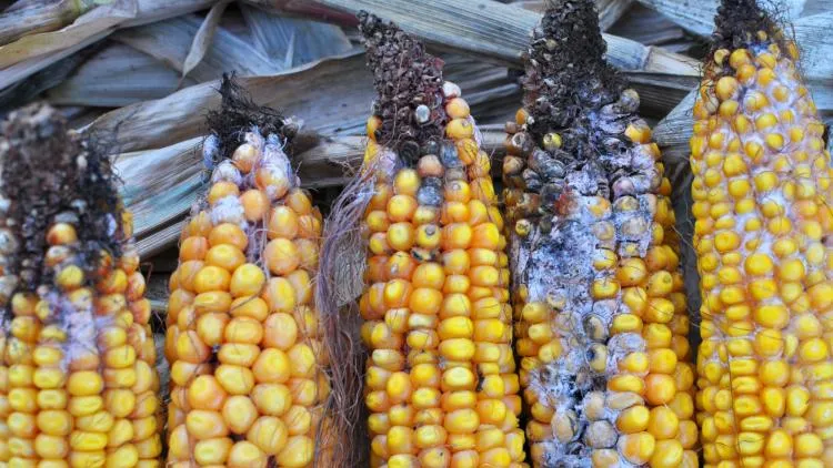 kot niebezpieczeństwo kolba kukurydzy