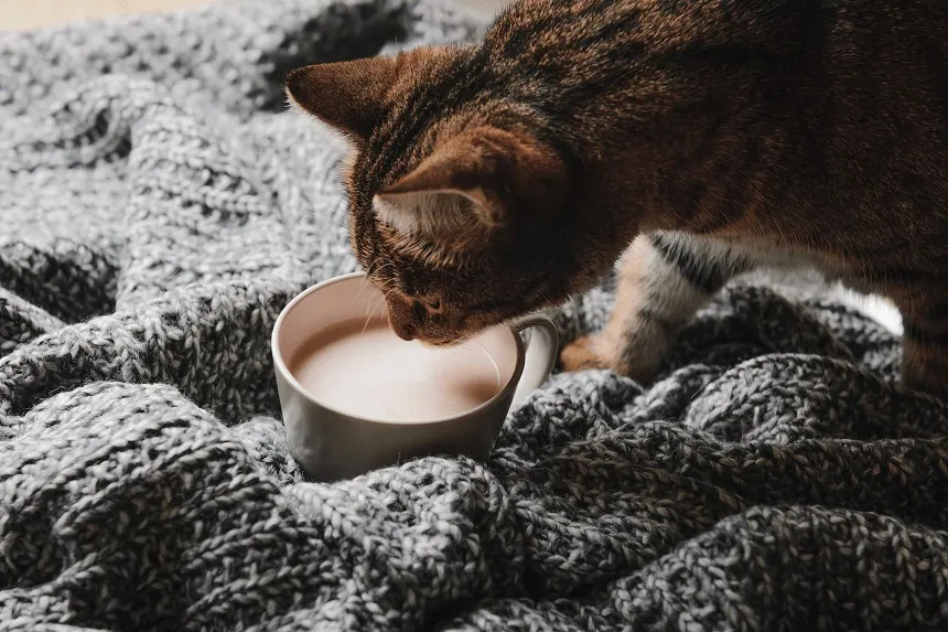 kot patrzący na kostkę gorzkiej czekolady