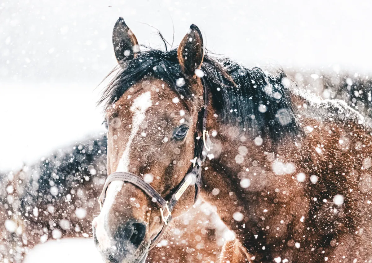 Praca w stajni zimą