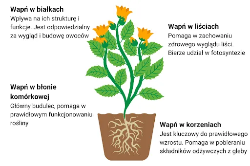 przyczyny niedoboru wapnia w glebie i roślinie infografika