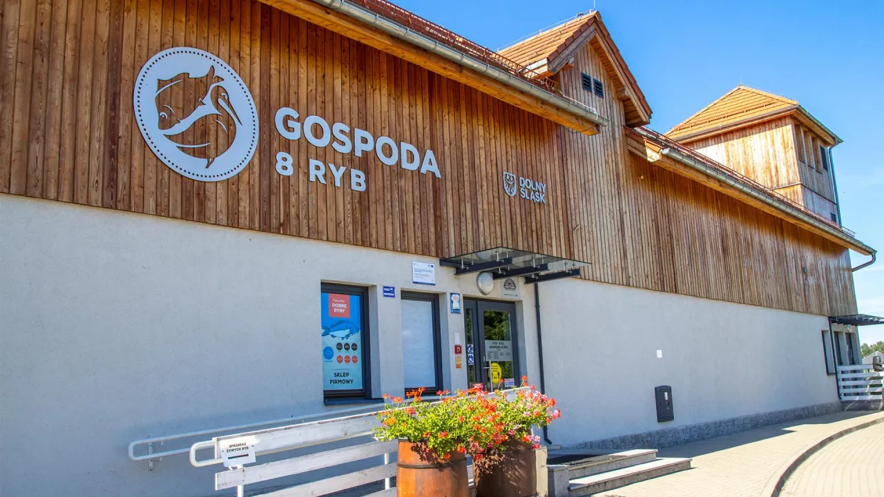 Karp milicki smażalnia ryb Dolina Baryczy