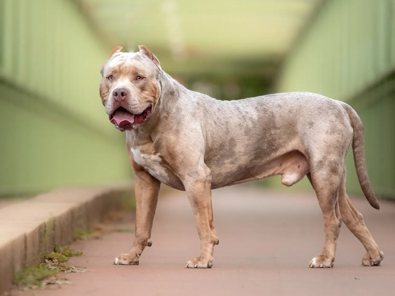 Zdjęcie Czy pitbulle zagrażają kobietom? Fakty i mity o agresji psów