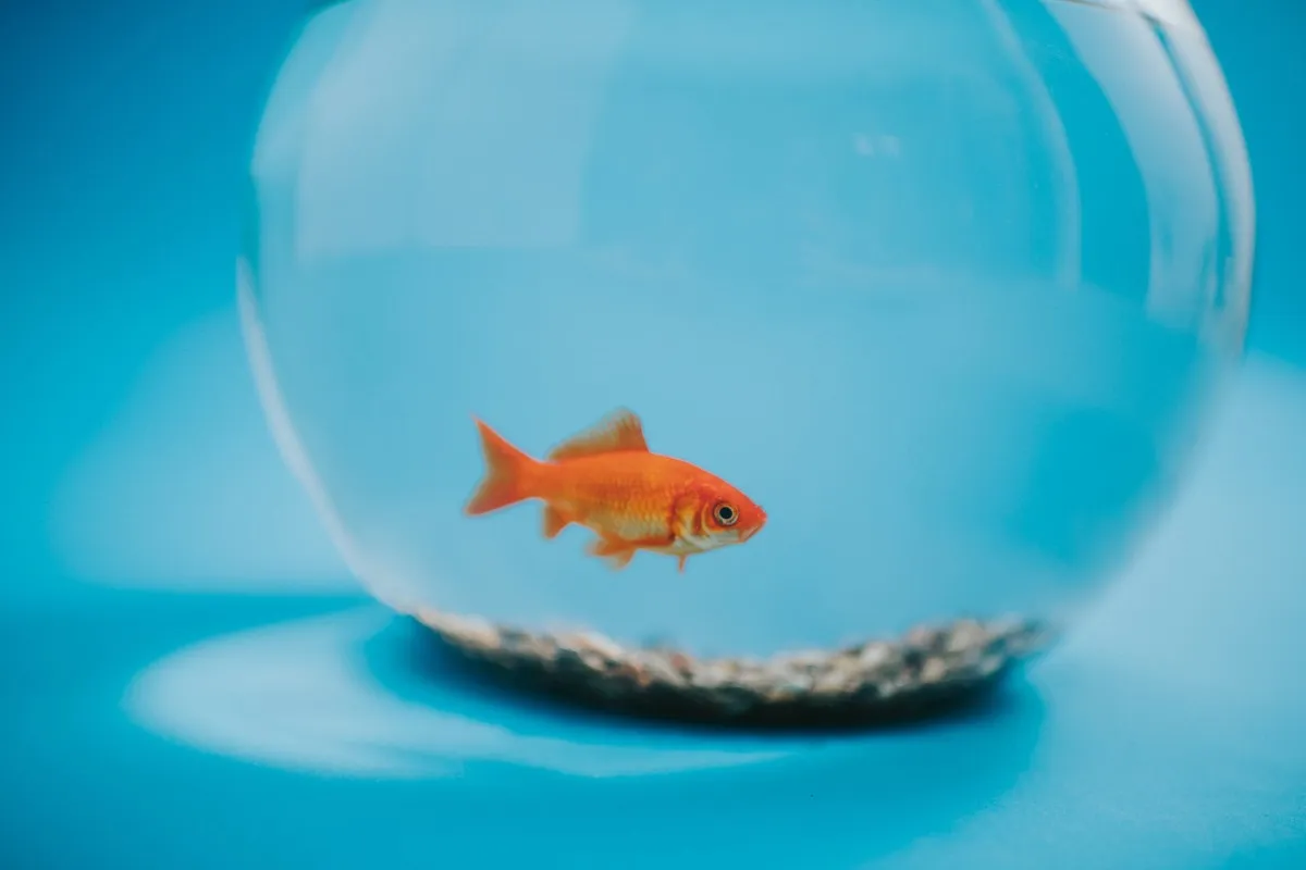 Czyszczenie sprzętu akwariowego octem