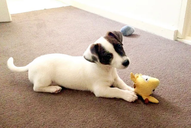 Szczeniak Jack Russell Terrier bawi się