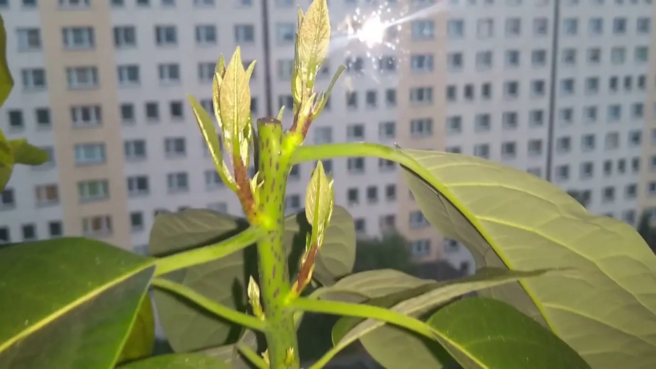 przycinanie awokado instrukcja