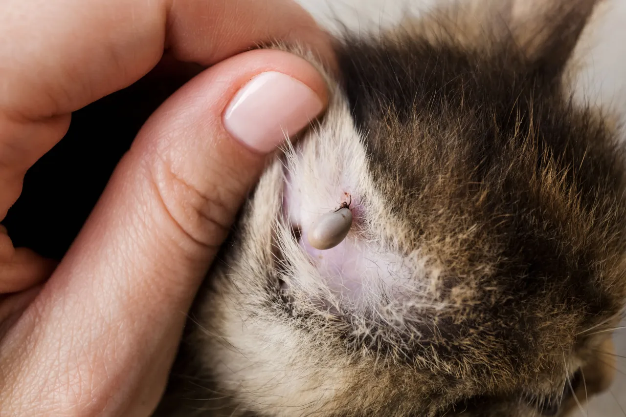 Chory kot objawy odkleszczowe