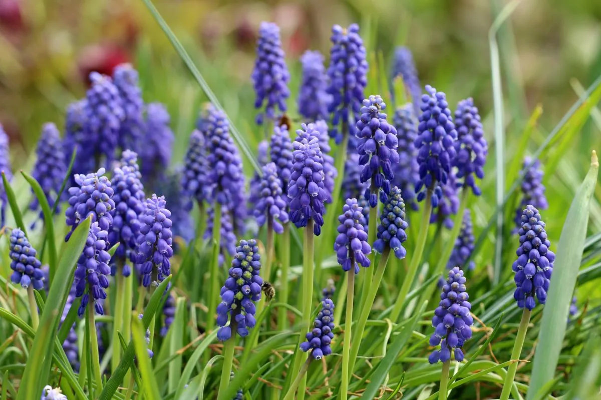 kwiaty kwitnące w maju w Polsce