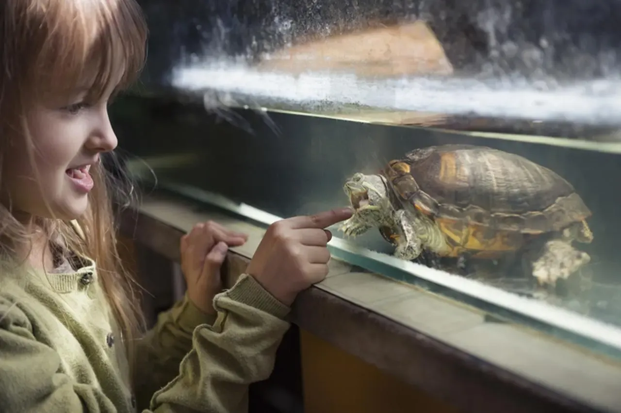 żółw wodno lądowy w domu