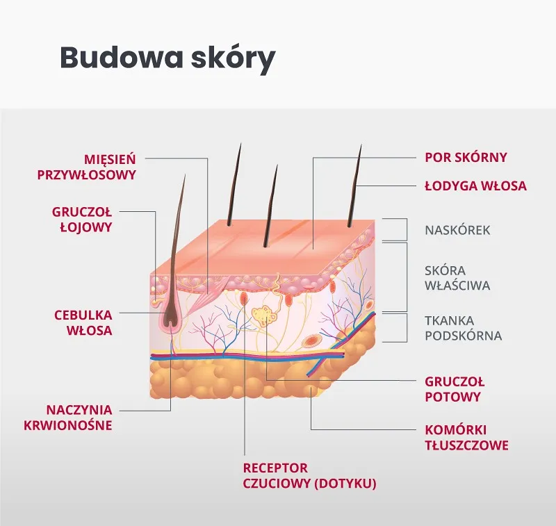 budowa sk&oacute;ry schemat warstwy