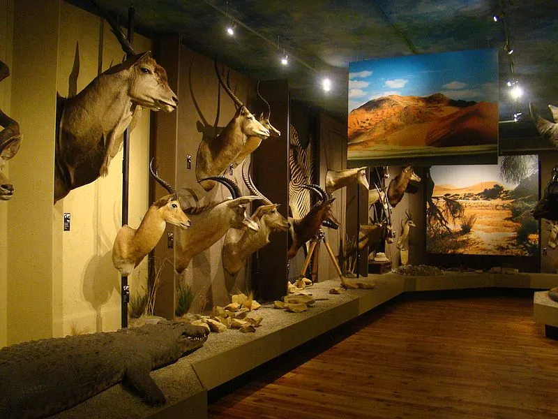 Muzeum Łowiectwa i Jeździectwa wystawa Polski salon myśliwski