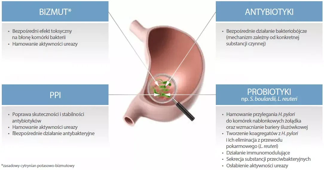 Leki na Helicobacter pylori schemat działania