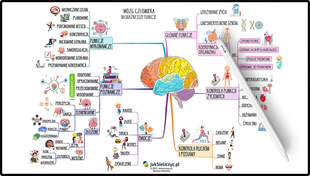 obszary mózgu odpowiedzialne za emocje ilustracja