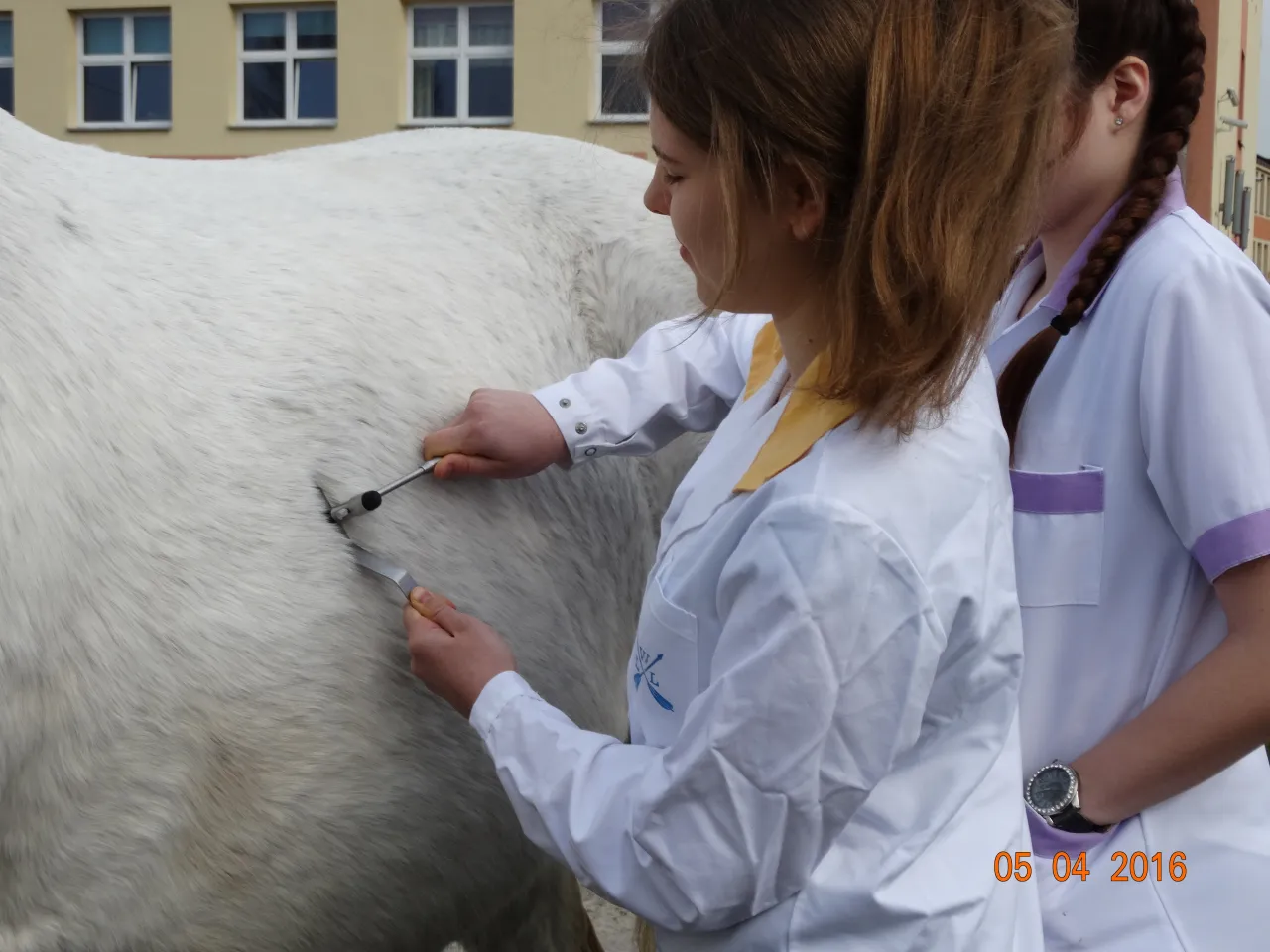 Weterynarz bada psa w klinice