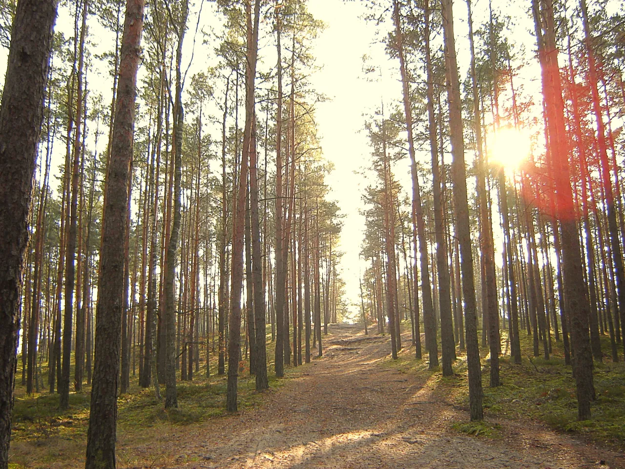 Kampinoski Park Narodowy las lub wydmy