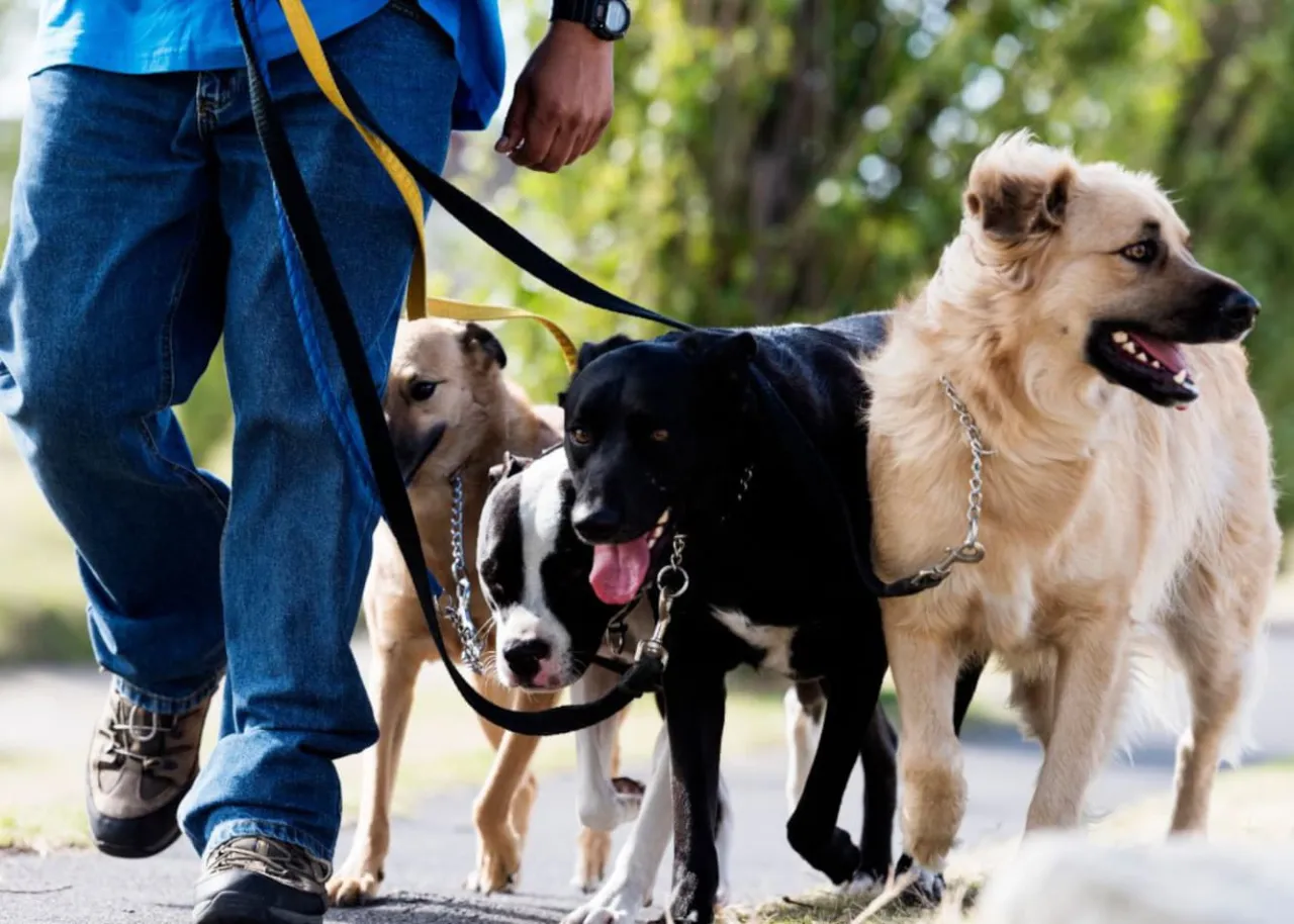 Szczeniak poznający inne psy i ludzi w bezpieczny spos&oacute;b