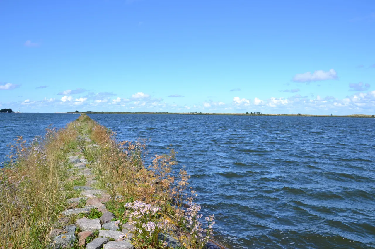 Wyspa Sobieszewska rezerwat Ptasi Raj Mewia Łacha