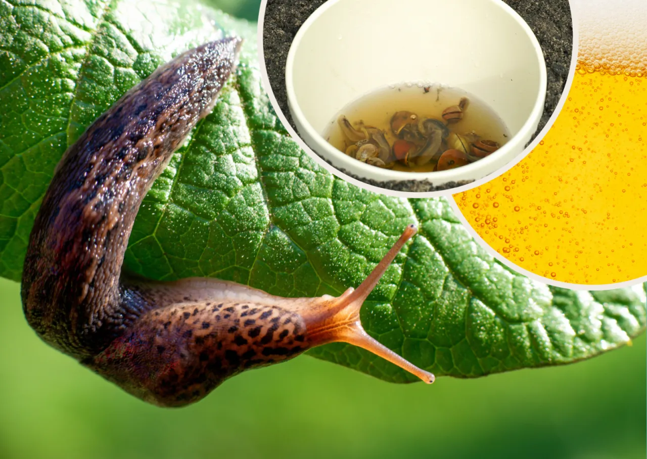 Ślimaki w ogrodzie szkodniki