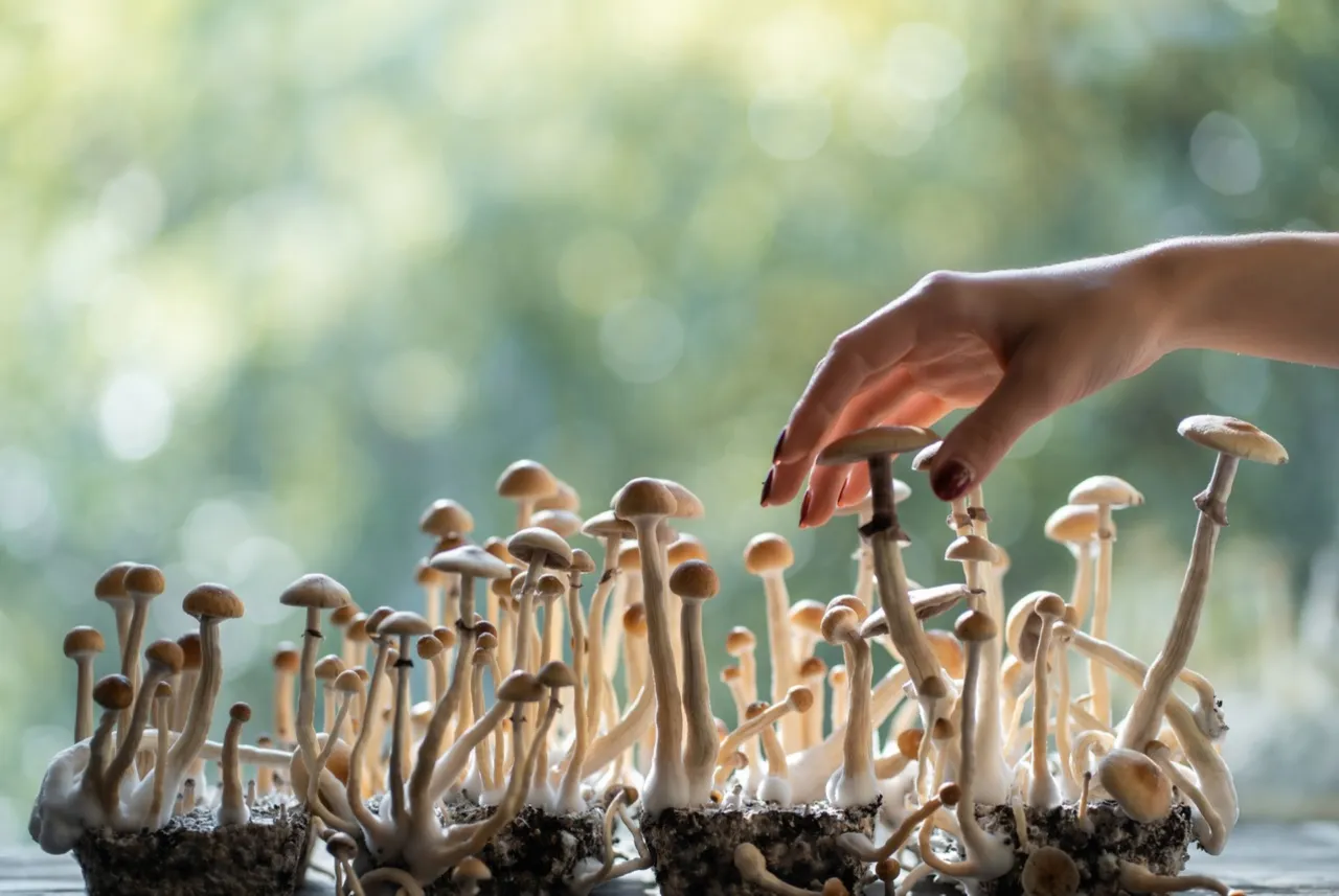 Ustawa o przeciwdziałaniu narkomanii Polska