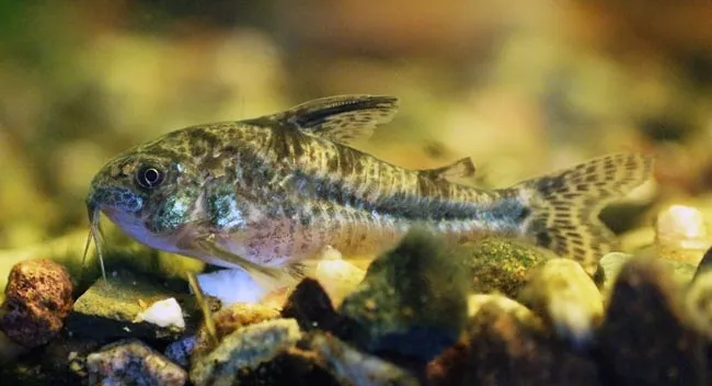 akwarium tarliskowe kiryski