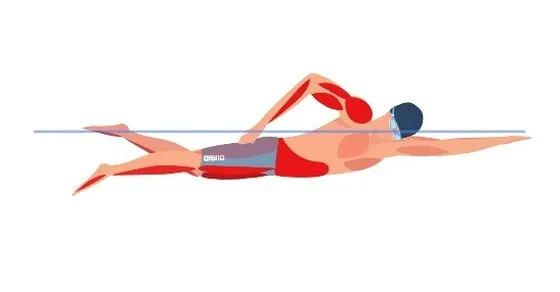 mięśnie pracujące podczas pływania kraulem schemat