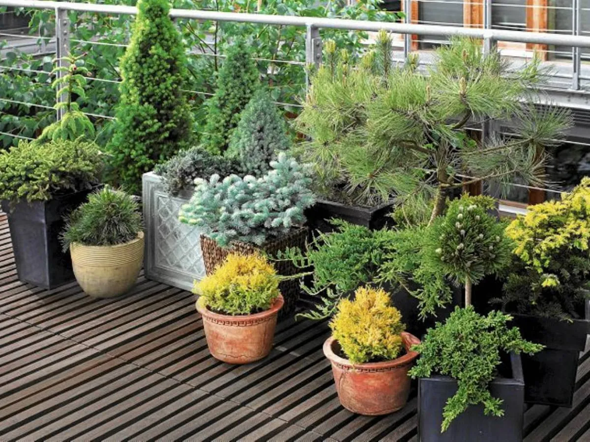 Iglaki i krzewy na wietrzny taras
