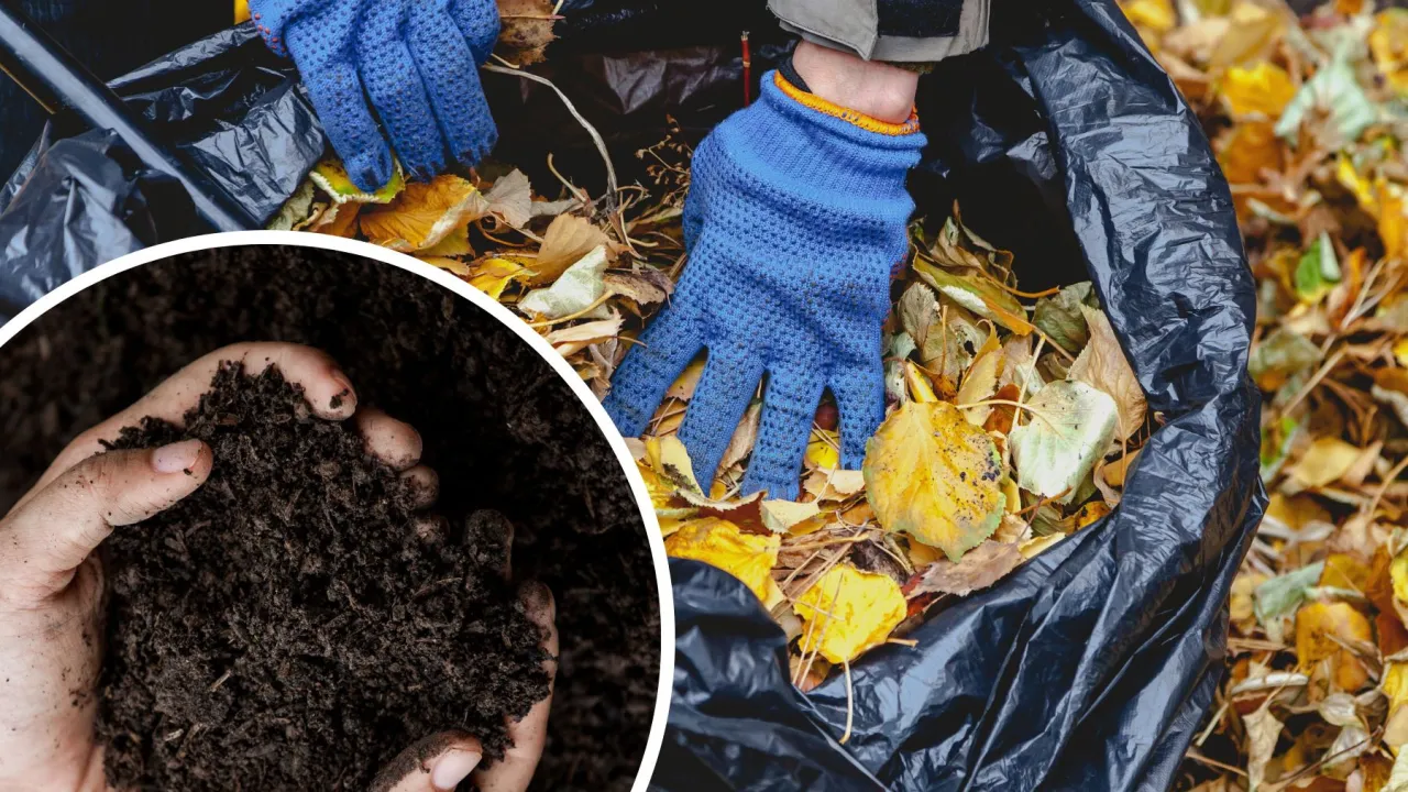 nawozy organiczne do orzecha włoskiego kompost obornik popi&oacute;ł