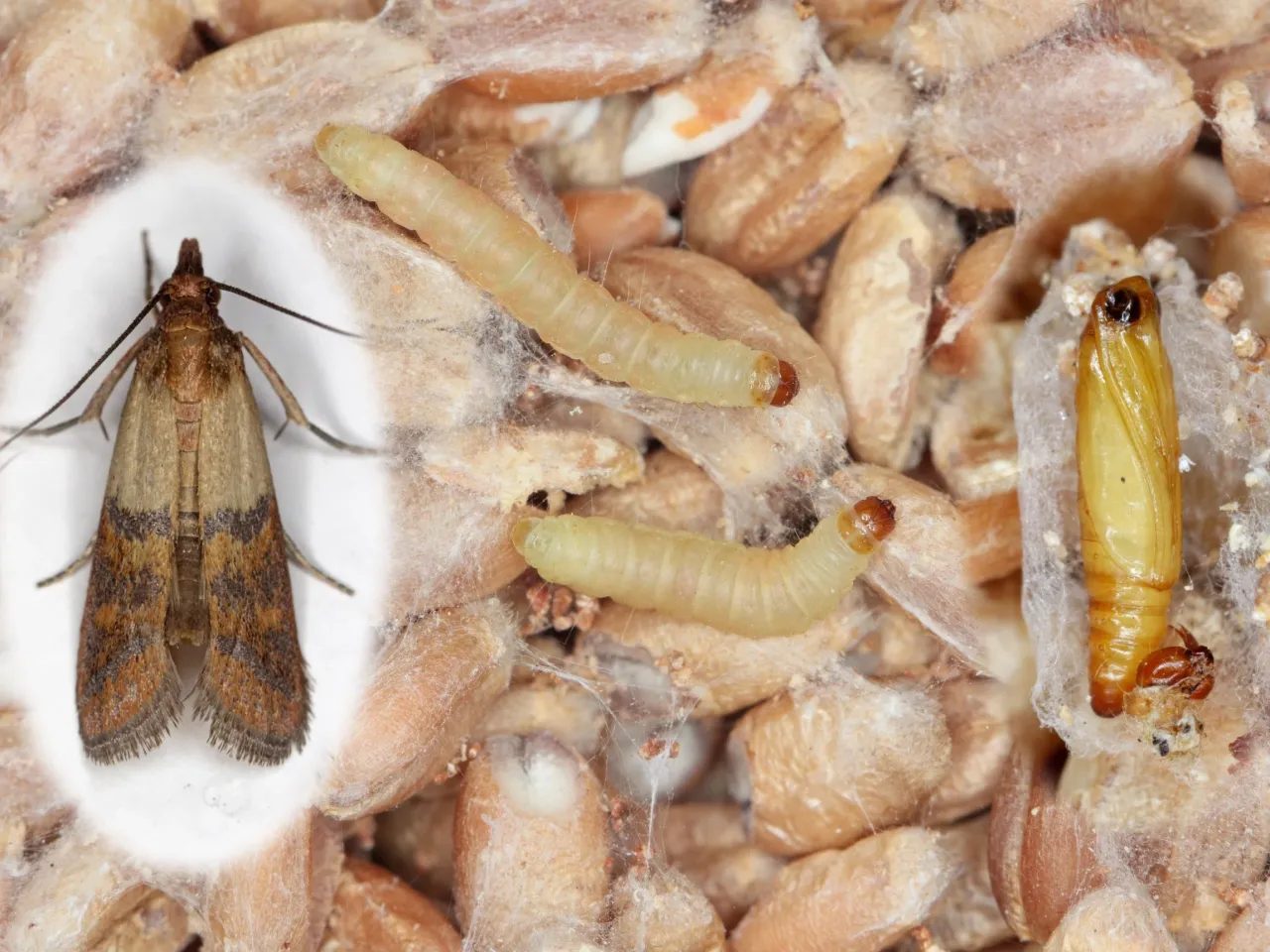 naturalne odstraszacze moli spożywczych