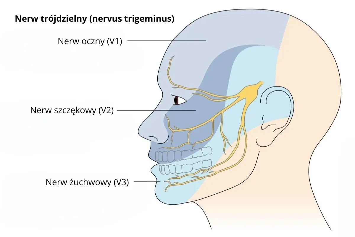 nerw trójdzielny twarz schemat