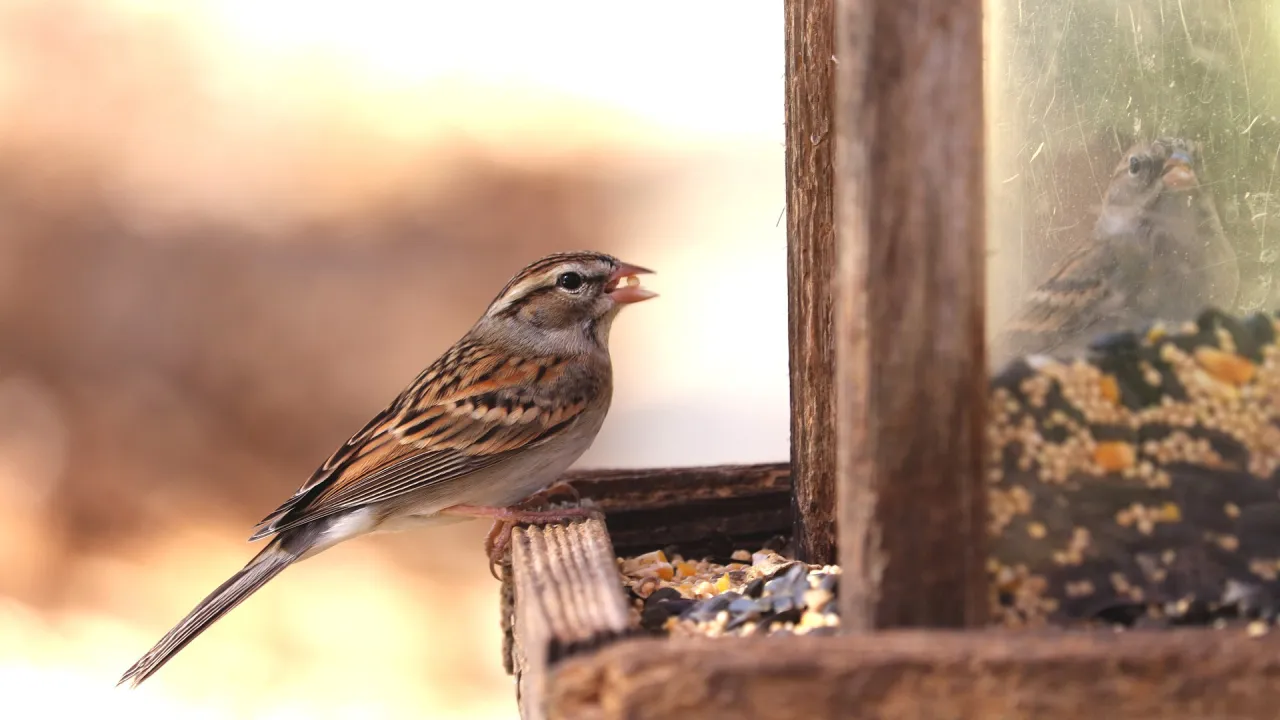 r&oacute;żne rodzaje karmy dla ptak&oacute;w w karmniku