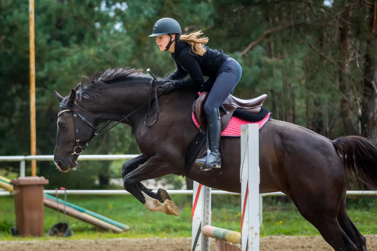 jeździec na koniu podczas egzaminu skokowego
