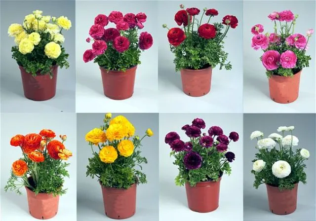 jaskry w doniczce na balkonie