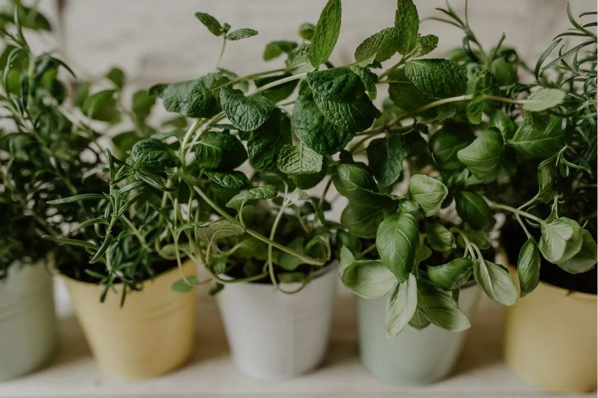 Zielone zioła w doniczkach, idealne do nauki jak sadzić bazylię na balkonie. Mięta, rozmaryn i bazylia tworzą pachnącą kompozycję.
