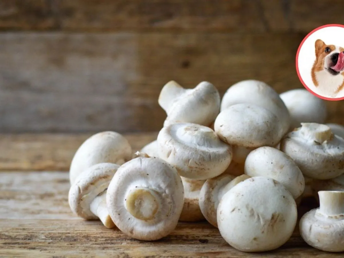 Kto pyta, czy psy mogą jeść pieczarki? Na zdjęciu białe pieczarki i ciekawski piesek.