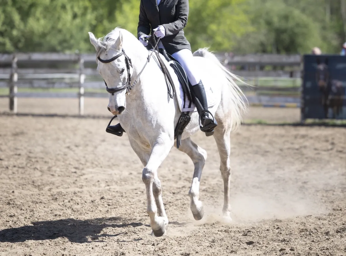 Usługi jeździeckie Leszno