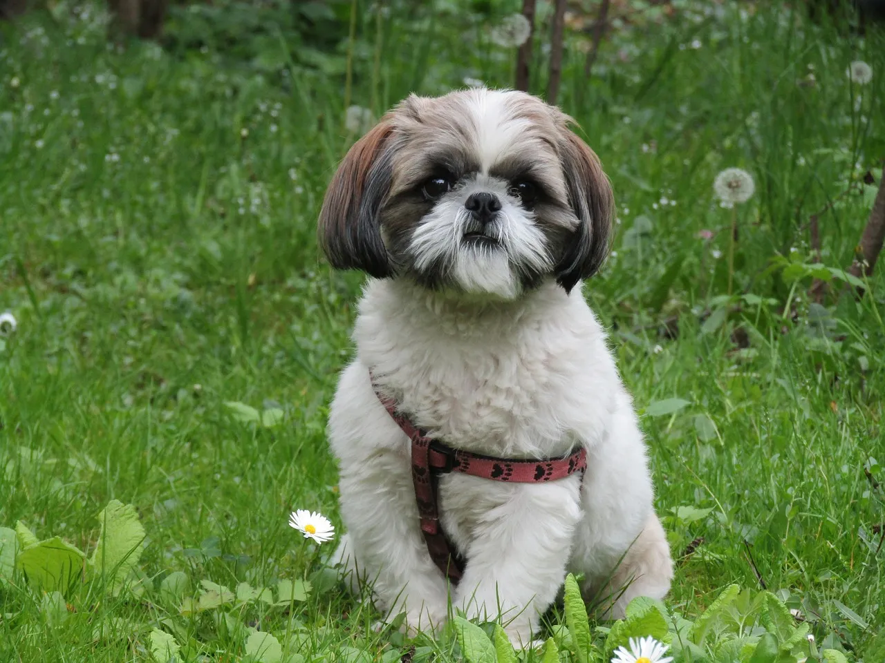 Szczeniak shih tzu socjalizacja z psem