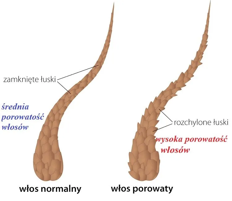 porowatość włosów schemat