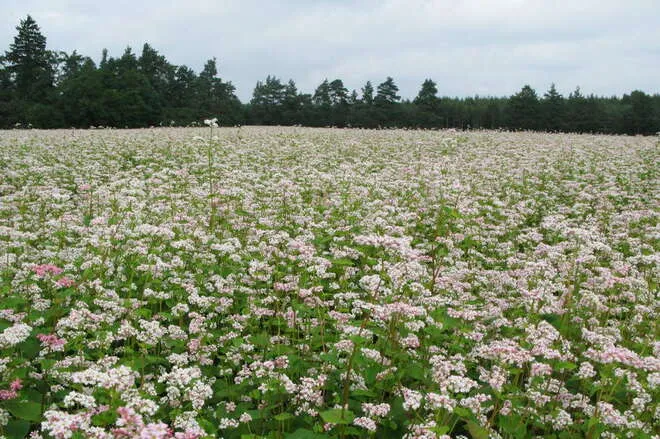 pole kwitnącej gryki