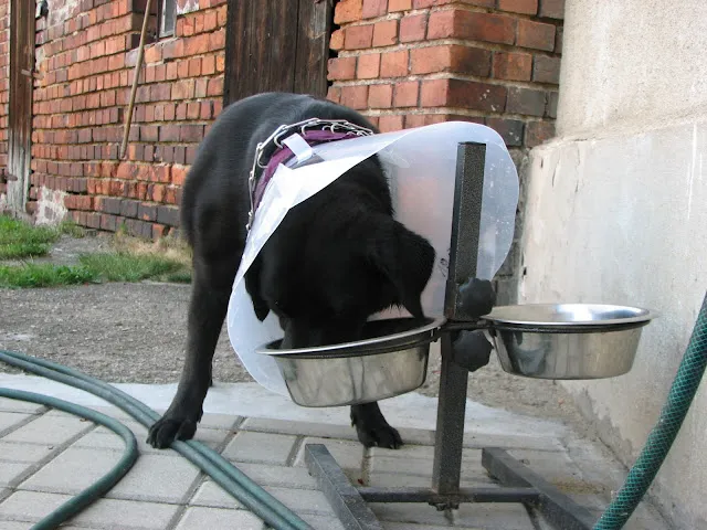 pies w kołnierzu je i pije