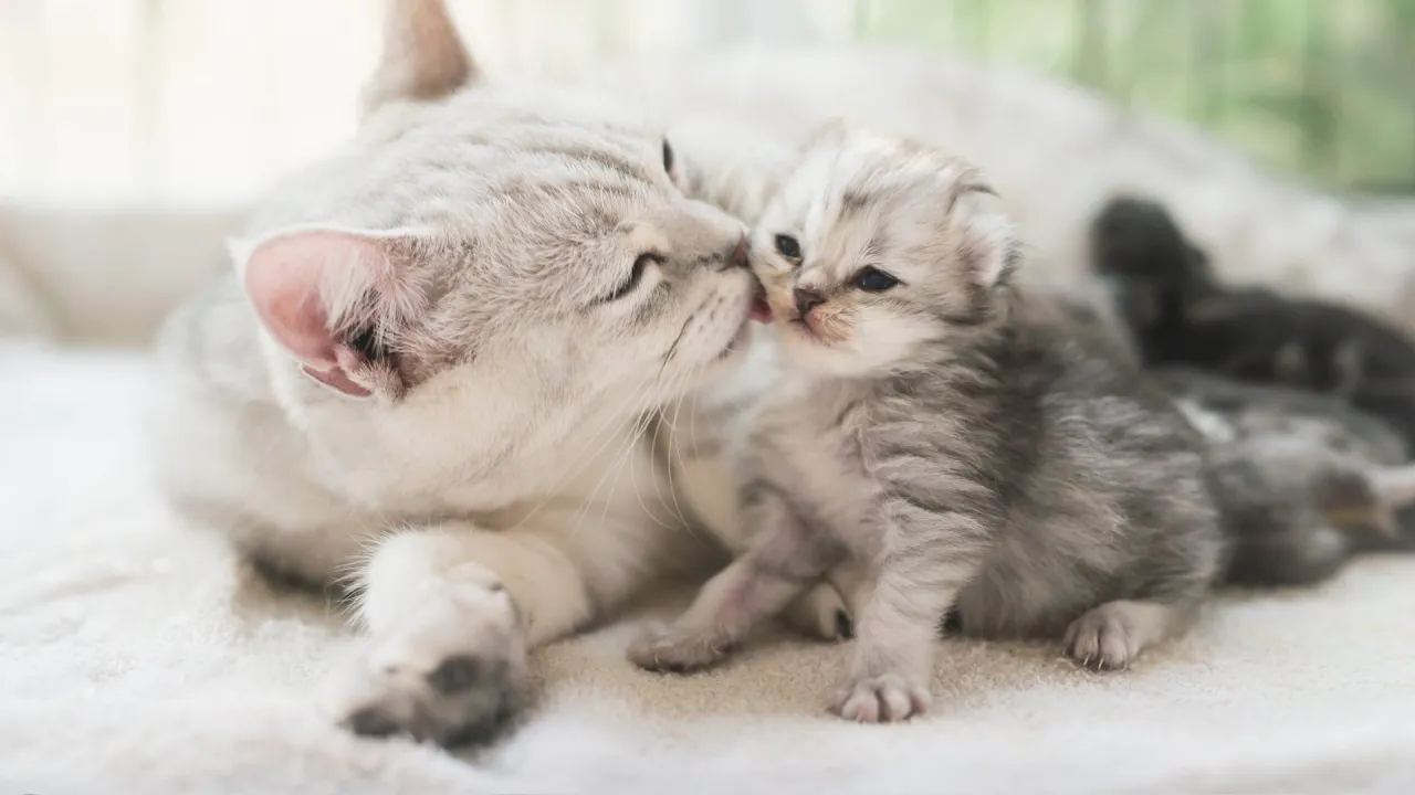 małe kotki w r&oacute;żnych stadiach rozwoju