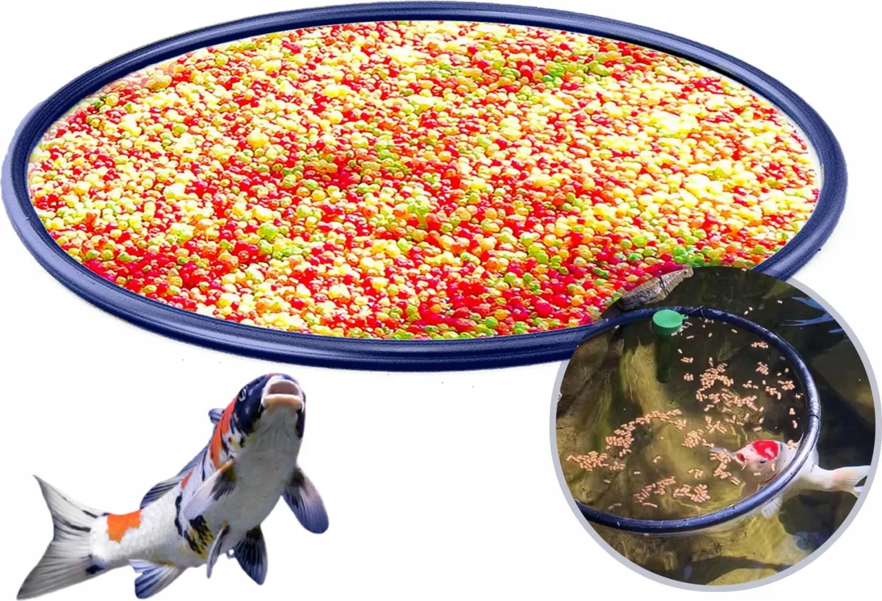 Jak zrobić karmnik dla ryb na staw? Kolorowy pokarm dla ryb w okrągłym pojemniku i ryba koi w stawie jedząca z podajnika.