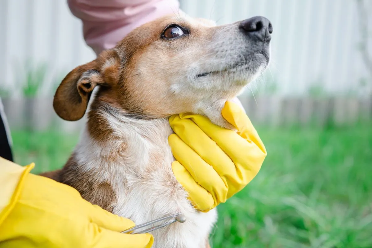 Spanikowany pies z kleszczem, właściciel próbuje uspokoić
