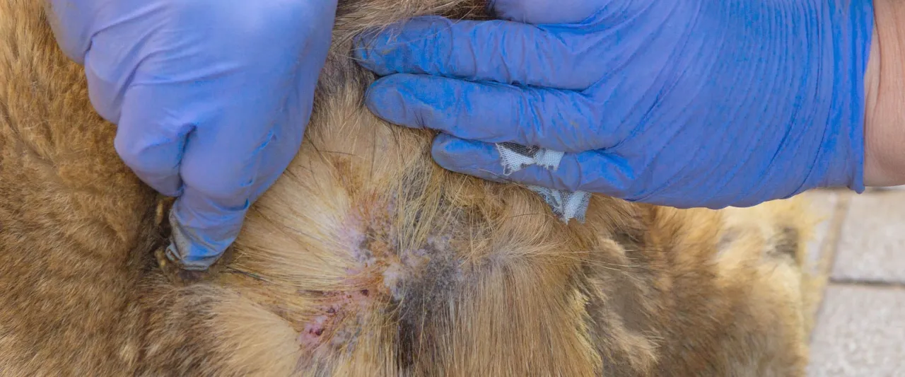 Objawy alergii u psa świąd skóra