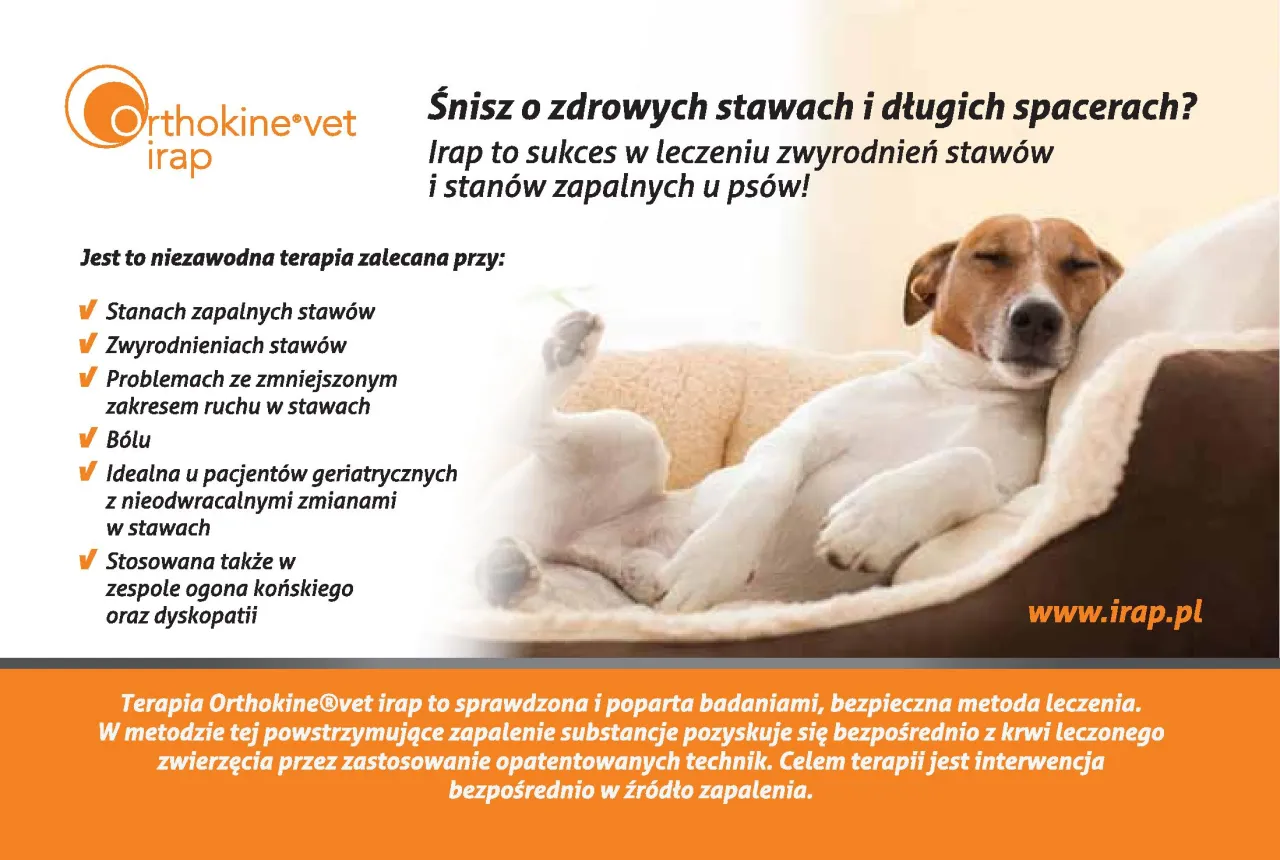 Leczenie zespołu końskiego ogona u psa