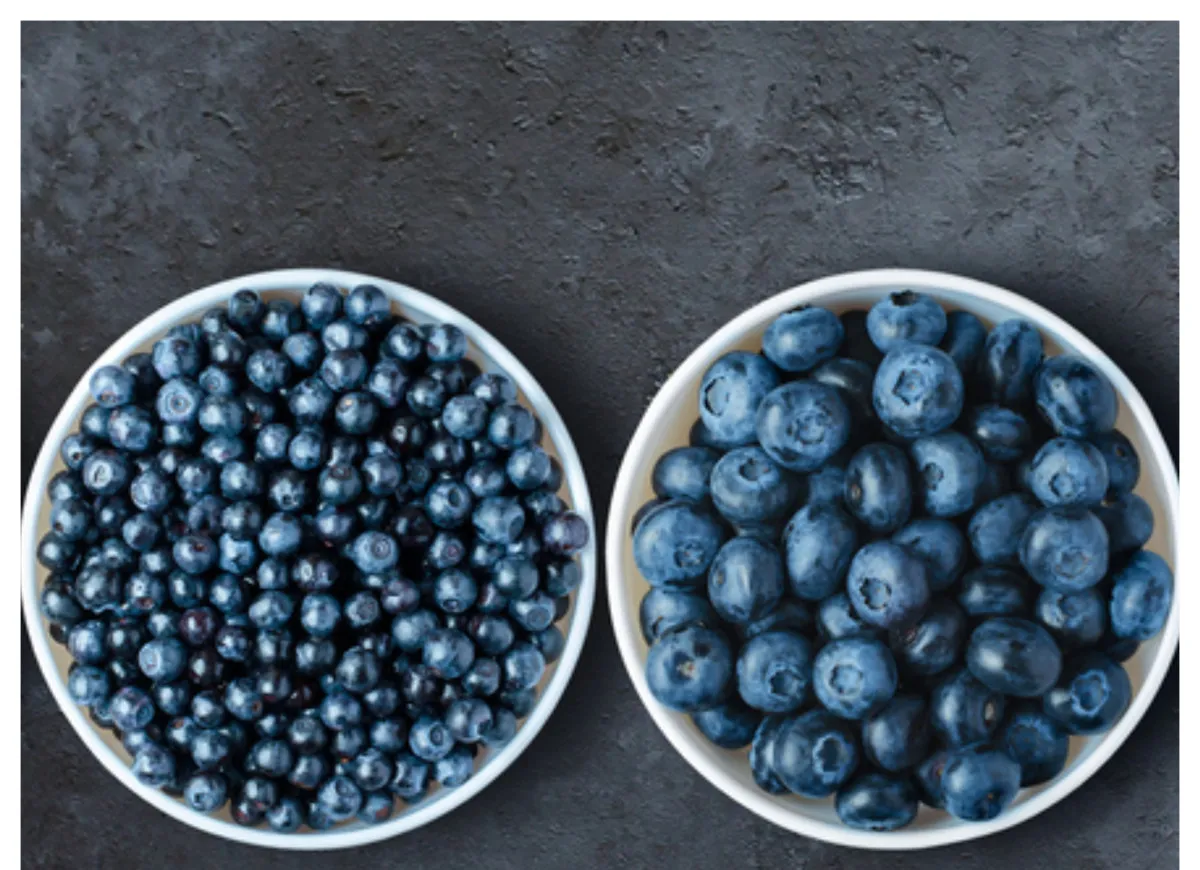 jagoda leśna vs borówka amerykańska porównanie